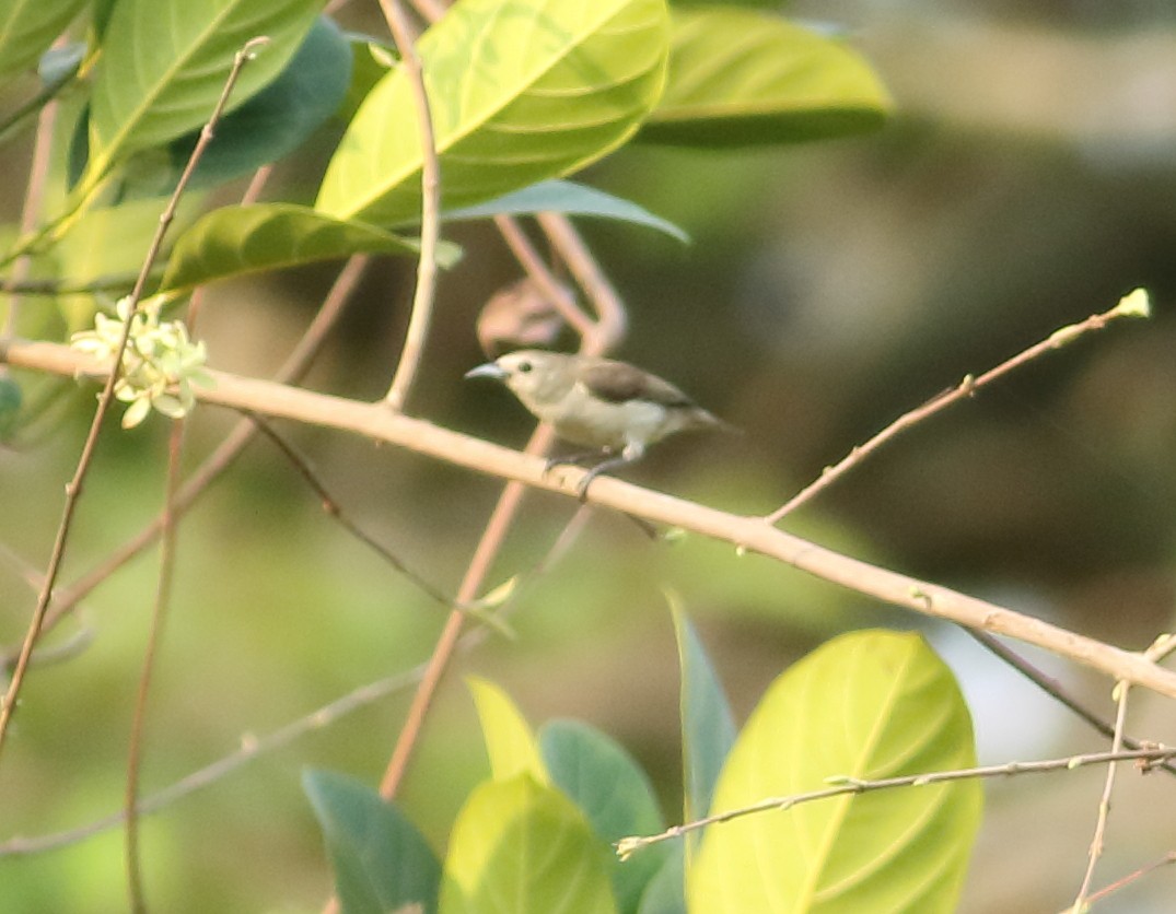 Nilgiri Flowerpecker - ML617871885