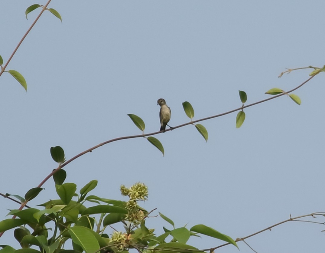 Nilgiri Flowerpecker - ML617871896