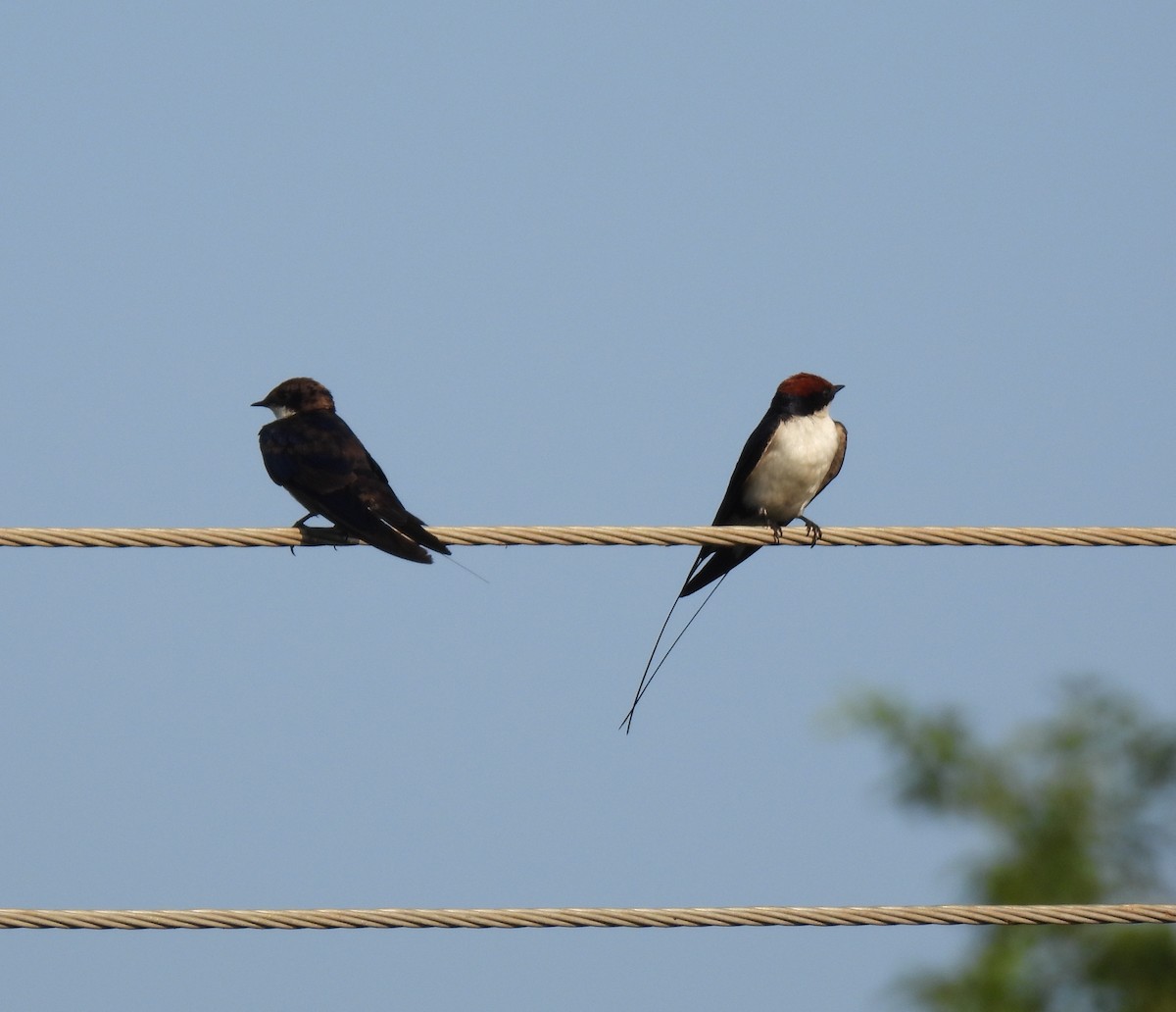 Wire-tailed Swallow - ML617871897