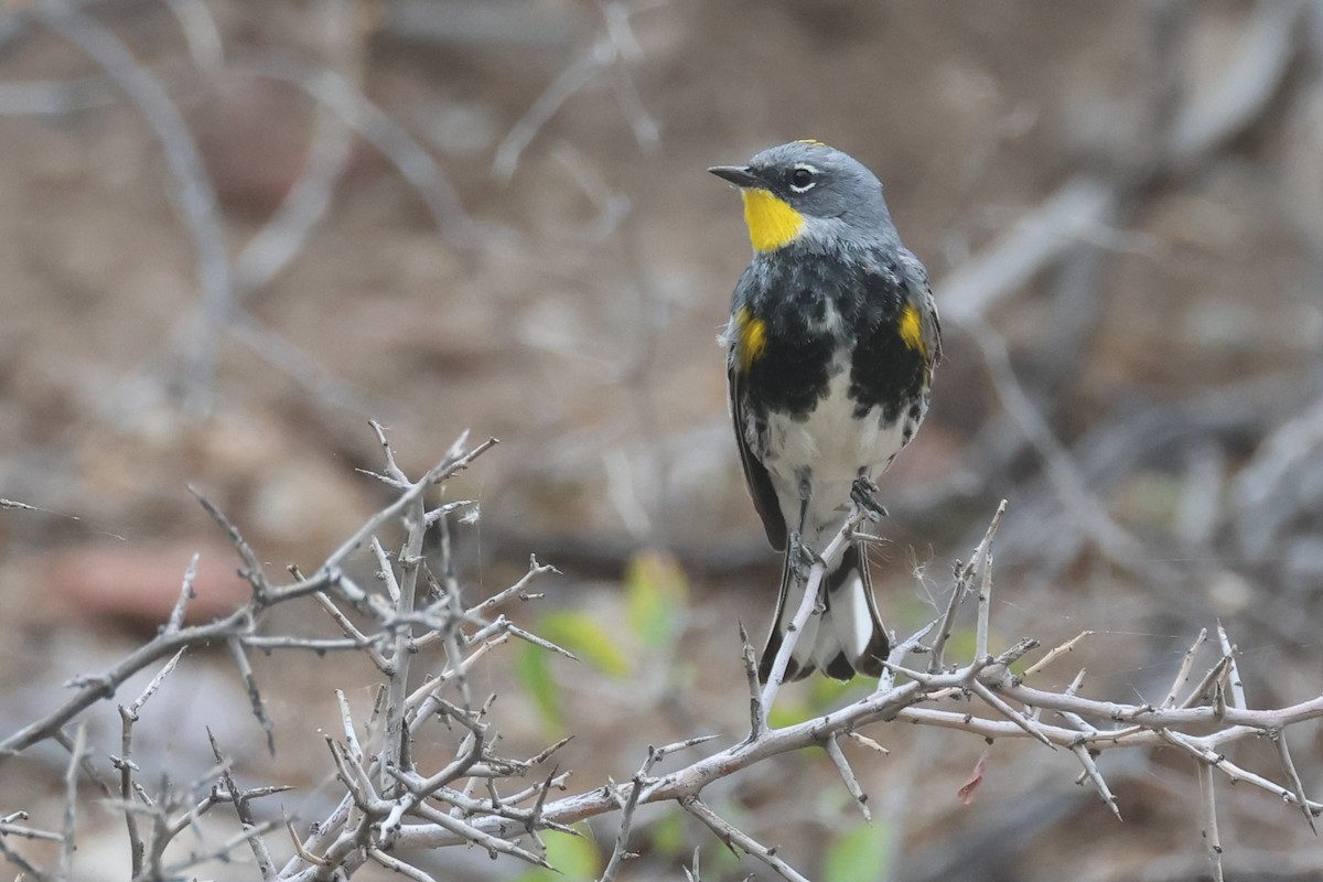 Yellow-rumped Warbler (Audubon's) - ML617871938