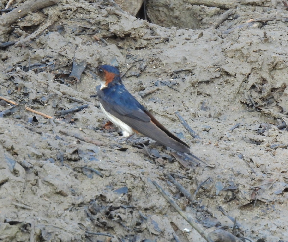 Red-rumped Swallow - ML617871939