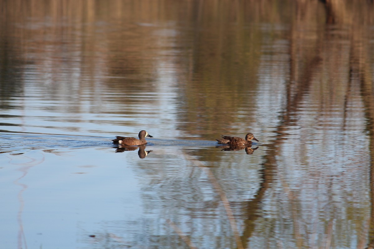 eBird Checklist - 24 Apr 2024 - Ada Hayden Heritage Park (general ...