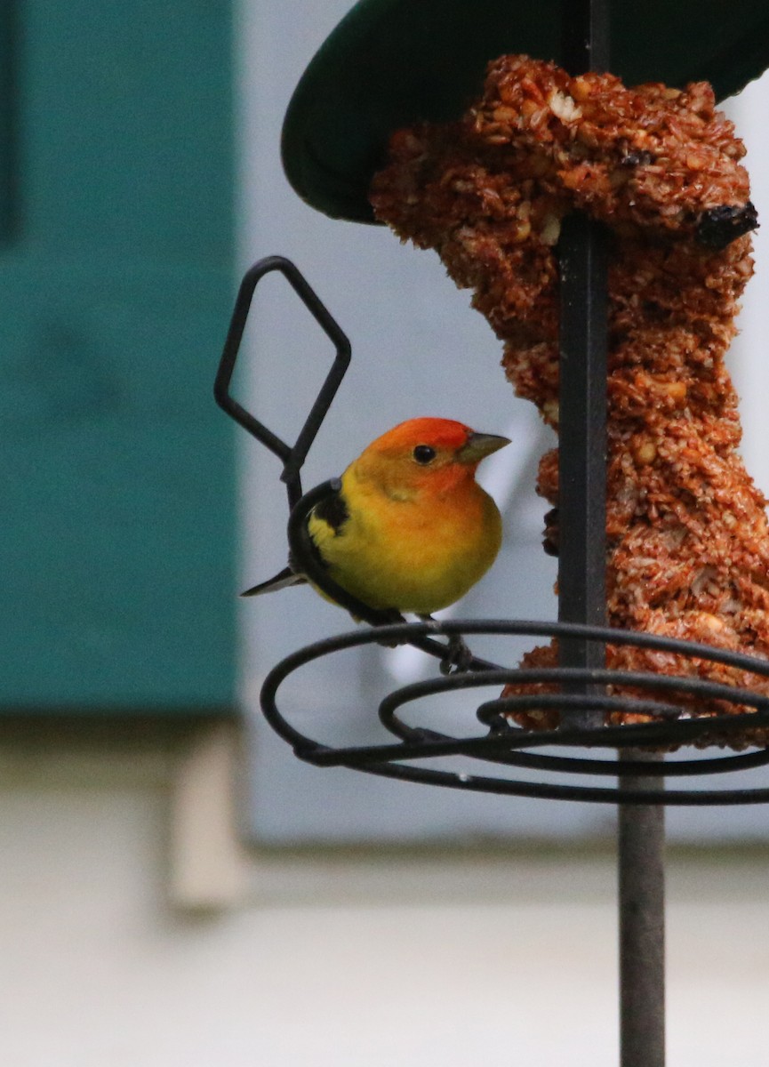 Western Tanager - ML617871985