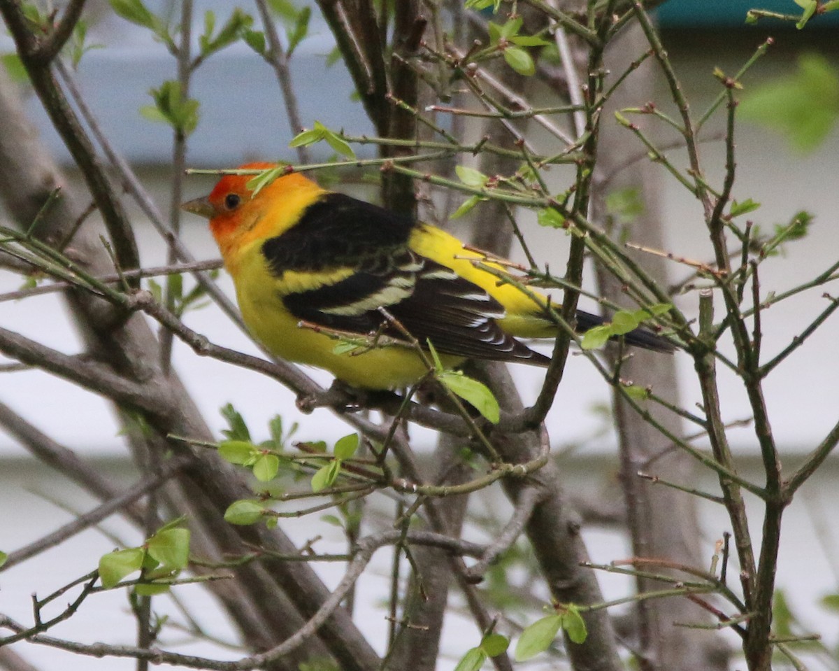 Western Tanager - ML617871986