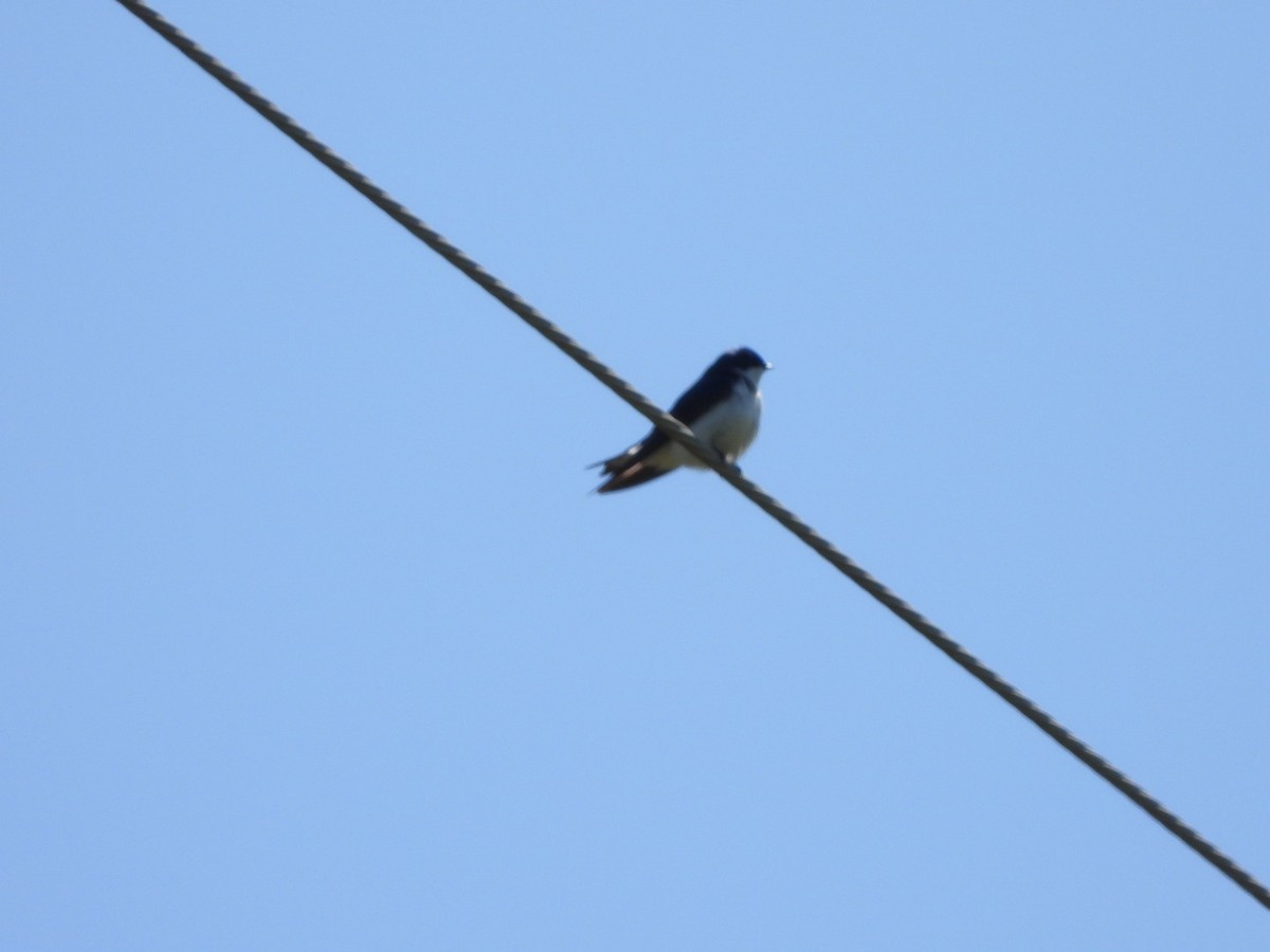 Tree Swallow - ML617872010