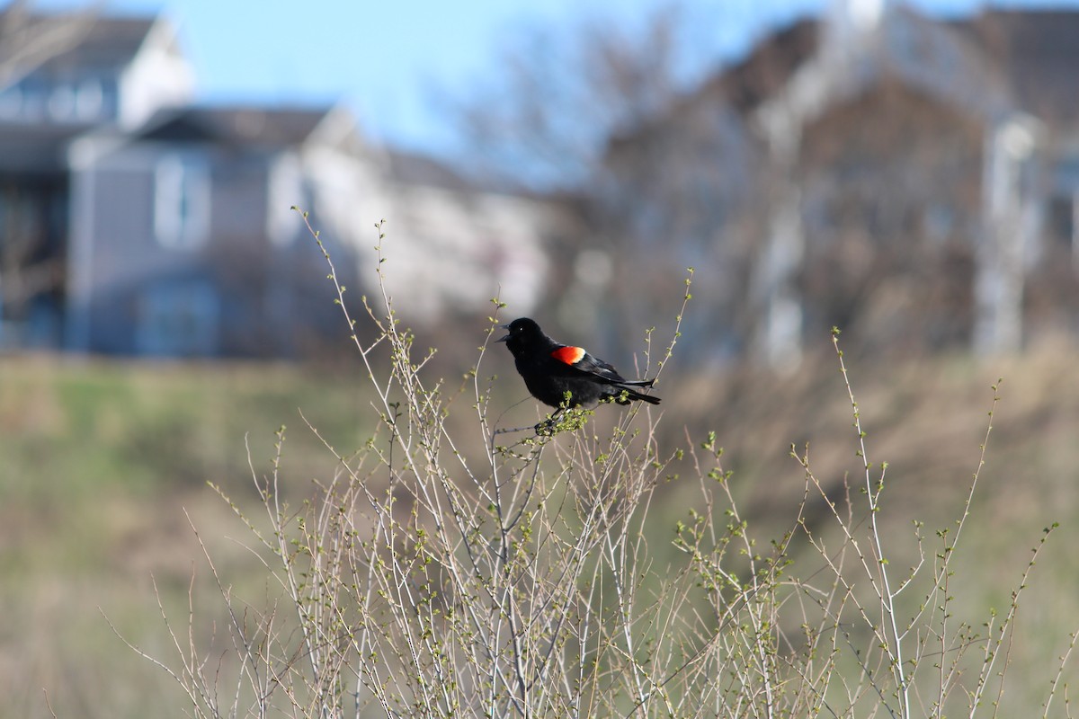 Red-winged Blackbird - ML617872020