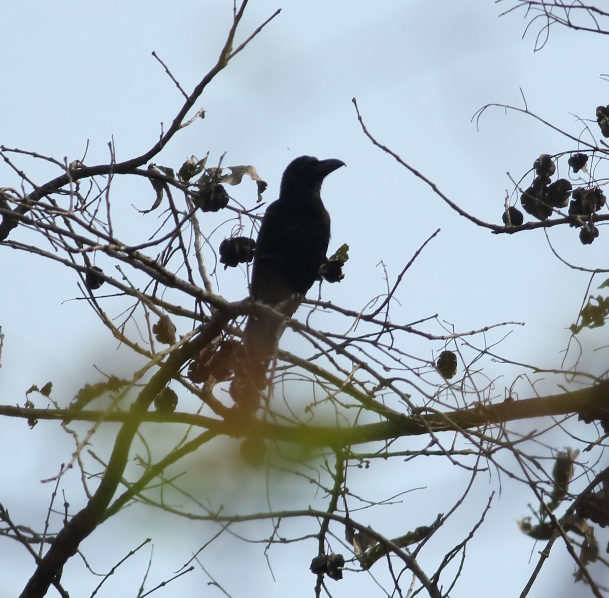 Large-billed Crow (Indian Jungle) - ML617872022