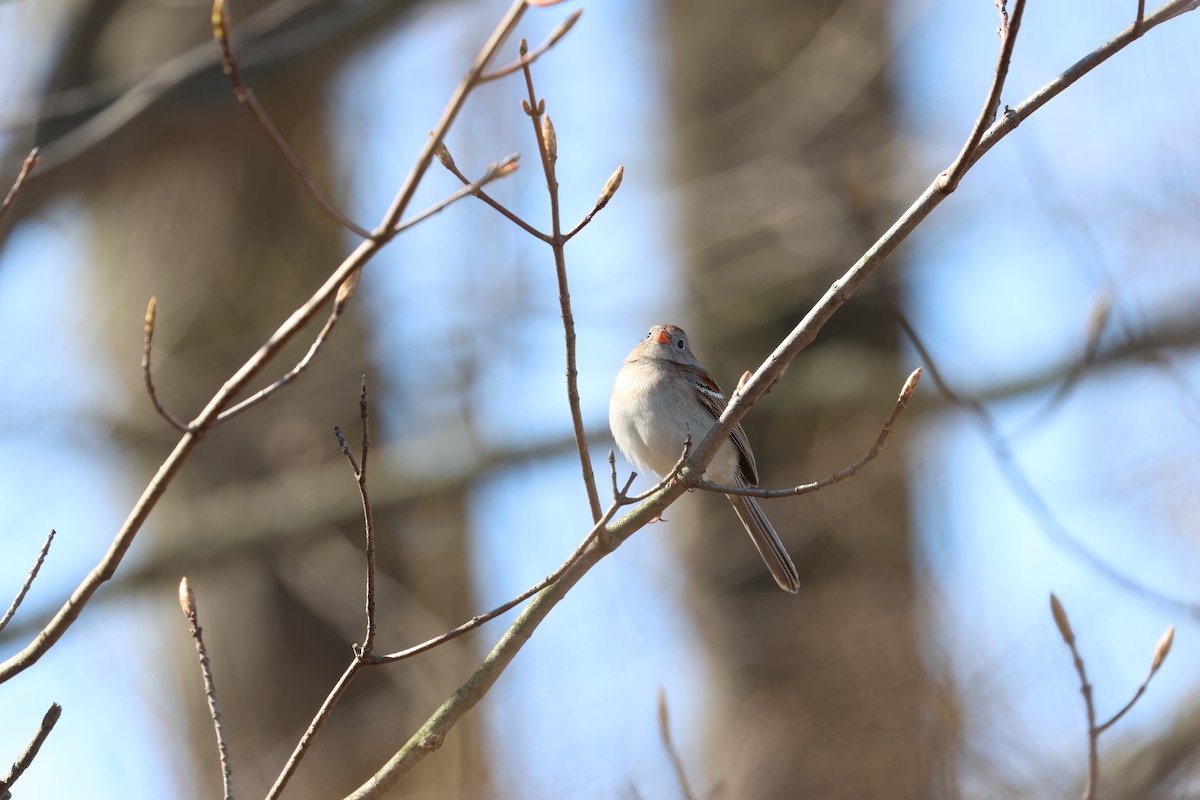 Field Sparrow - ML617872025