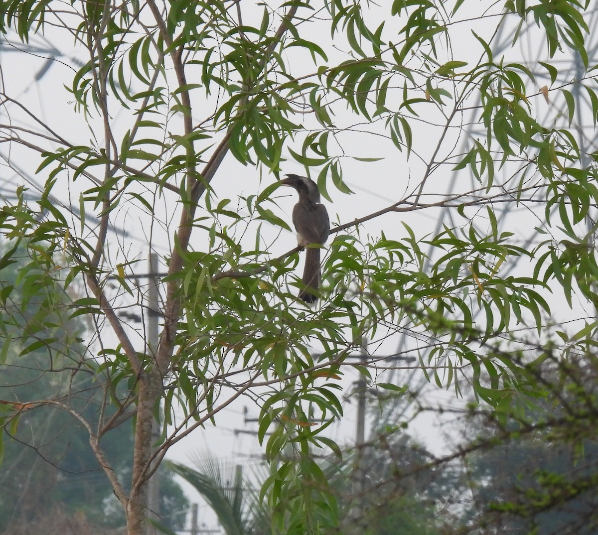 Indian Gray Hornbill - Rama M V