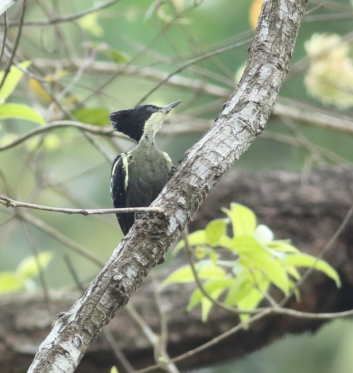 Heart-spotted Woodpecker - ML617872067