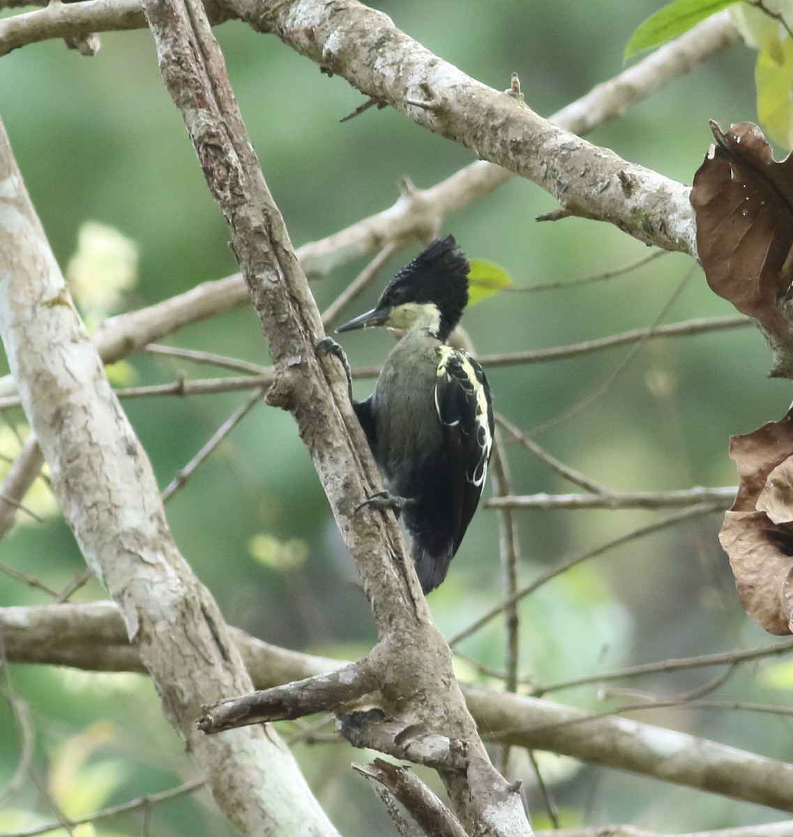 Heart-spotted Woodpecker - ML617872069