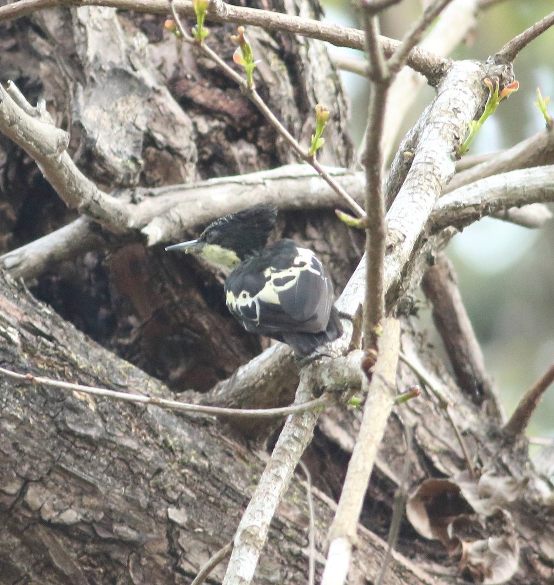 Heart-spotted Woodpecker - ML617872076