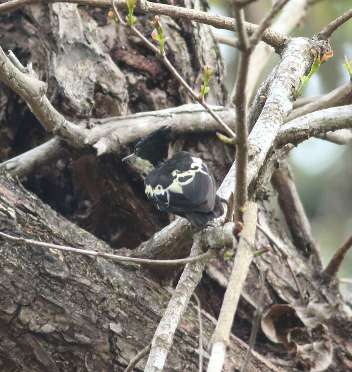 Heart-spotted Woodpecker - ML617872077