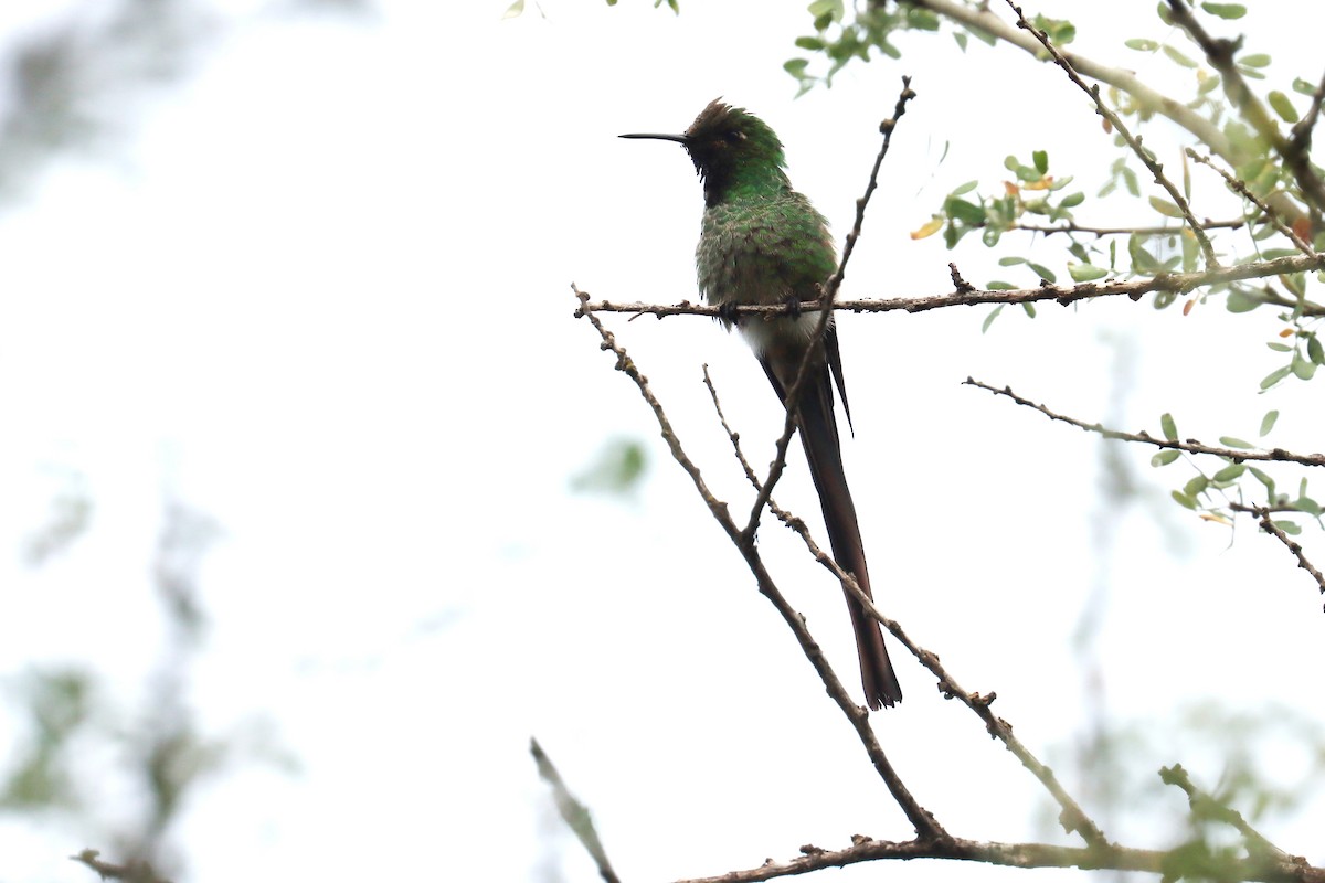 Ebird Checklist - 11 Apr 2024 - Andalgala - 10 Species