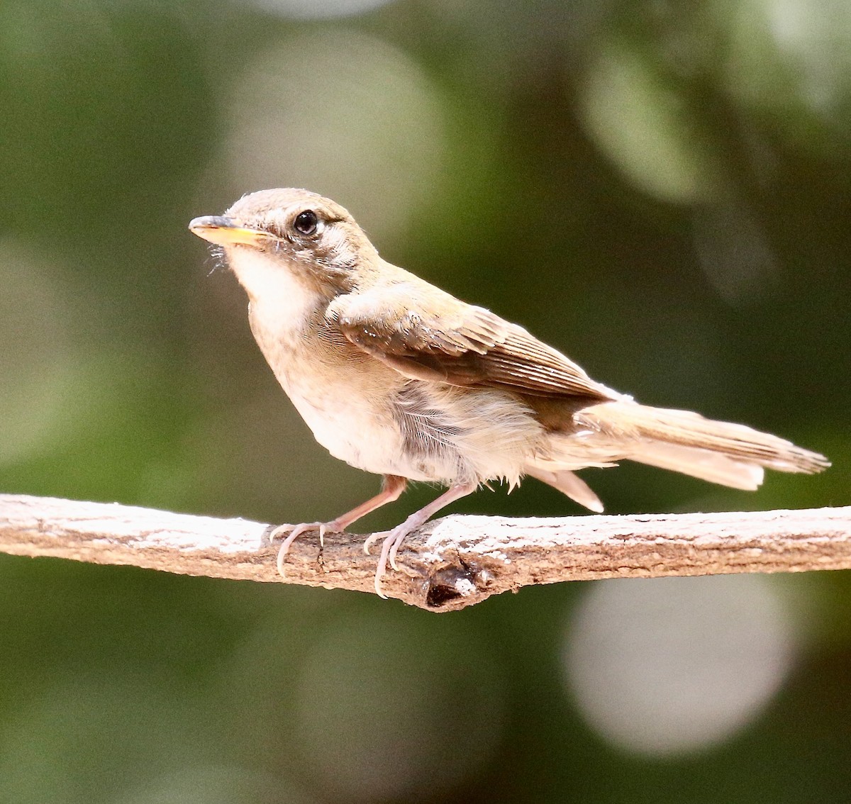 Brown-chested Jungle Flycatcher - ML617872174