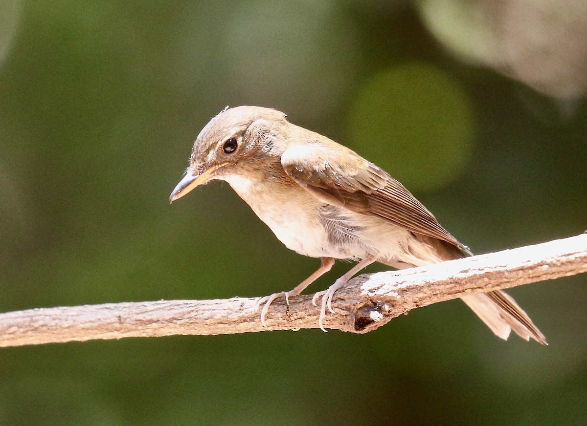 Brown-chested Jungle Flycatcher - ML617872176