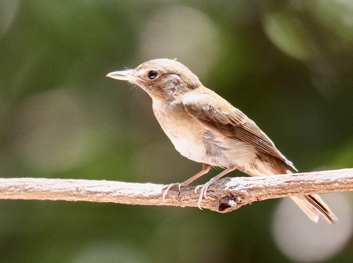 Brown-chested Jungle Flycatcher - ML617872177