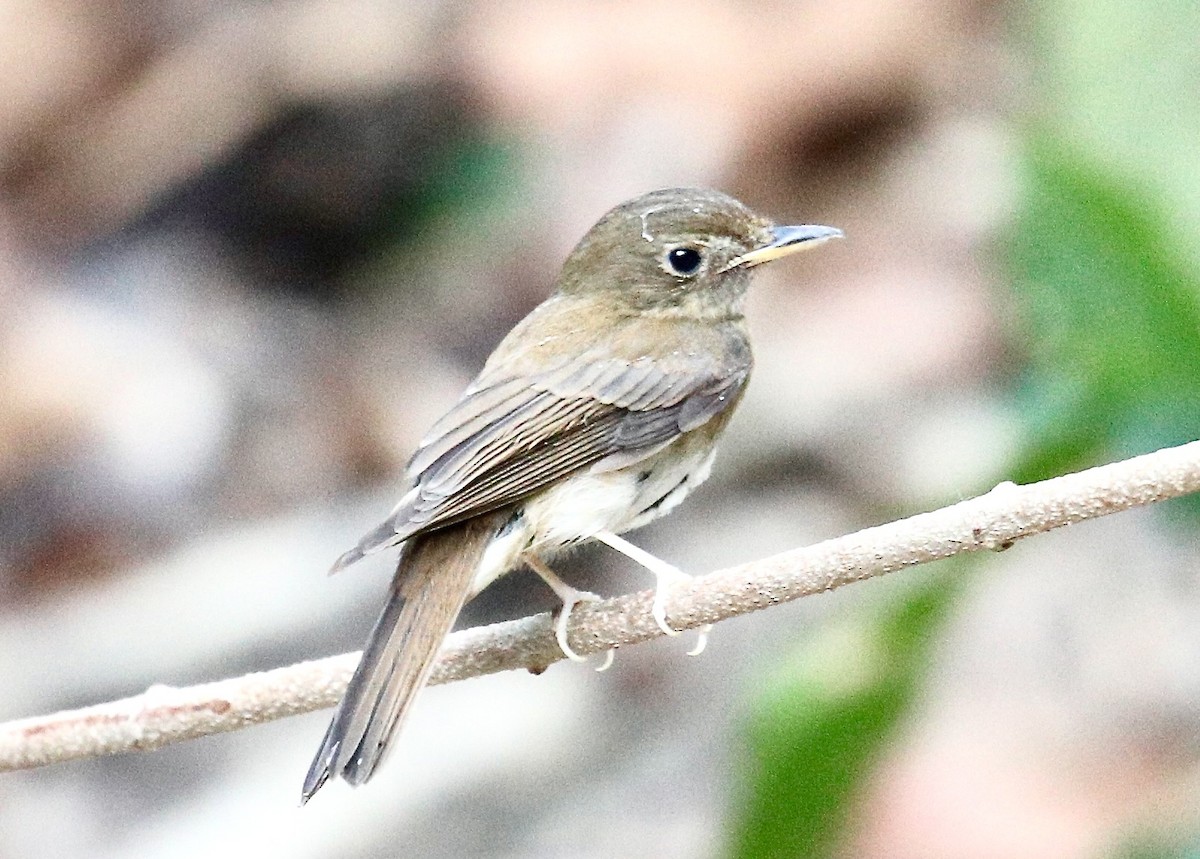 Brown-chested Jungle Flycatcher - ML617872191