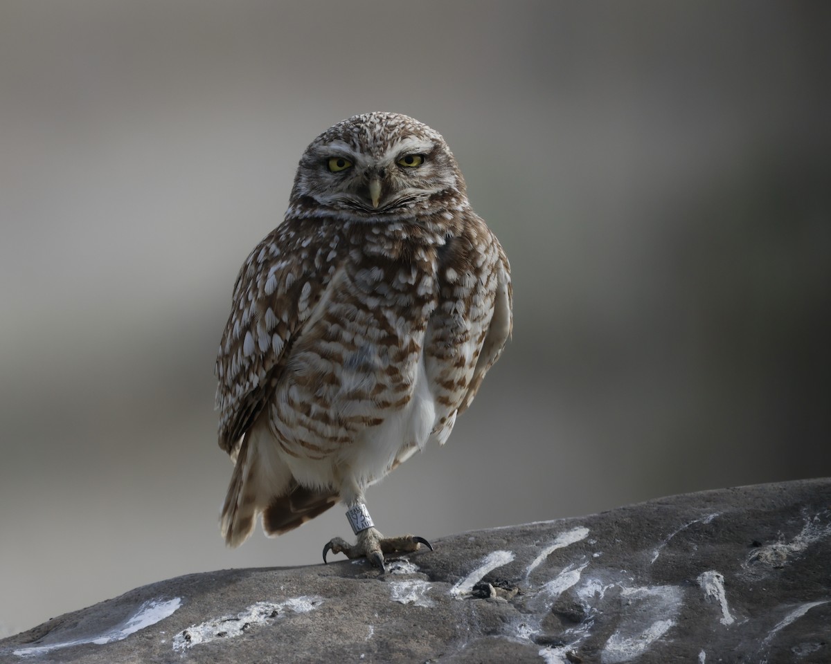 Burrowing Owl - ML617872192