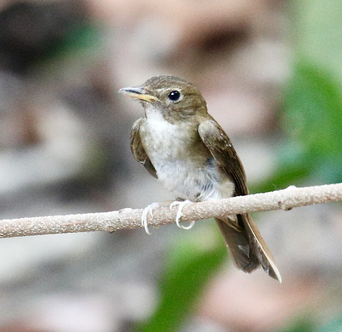 Brown-chested Jungle Flycatcher - ML617872193