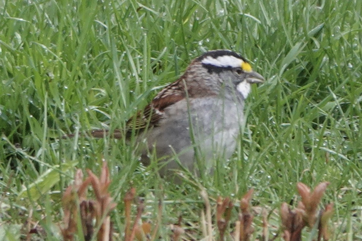 White-throated Sparrow - André BERNARD