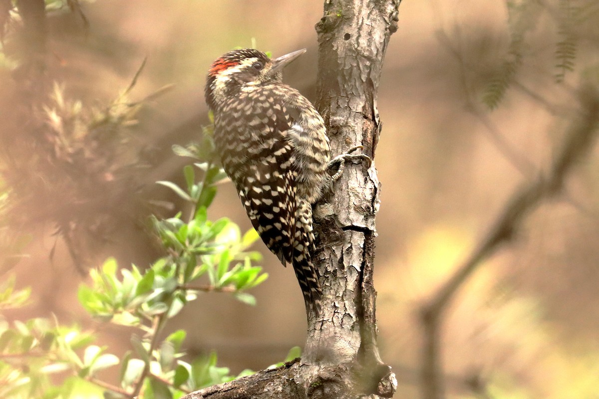 Checkered Woodpecker - ML617872251