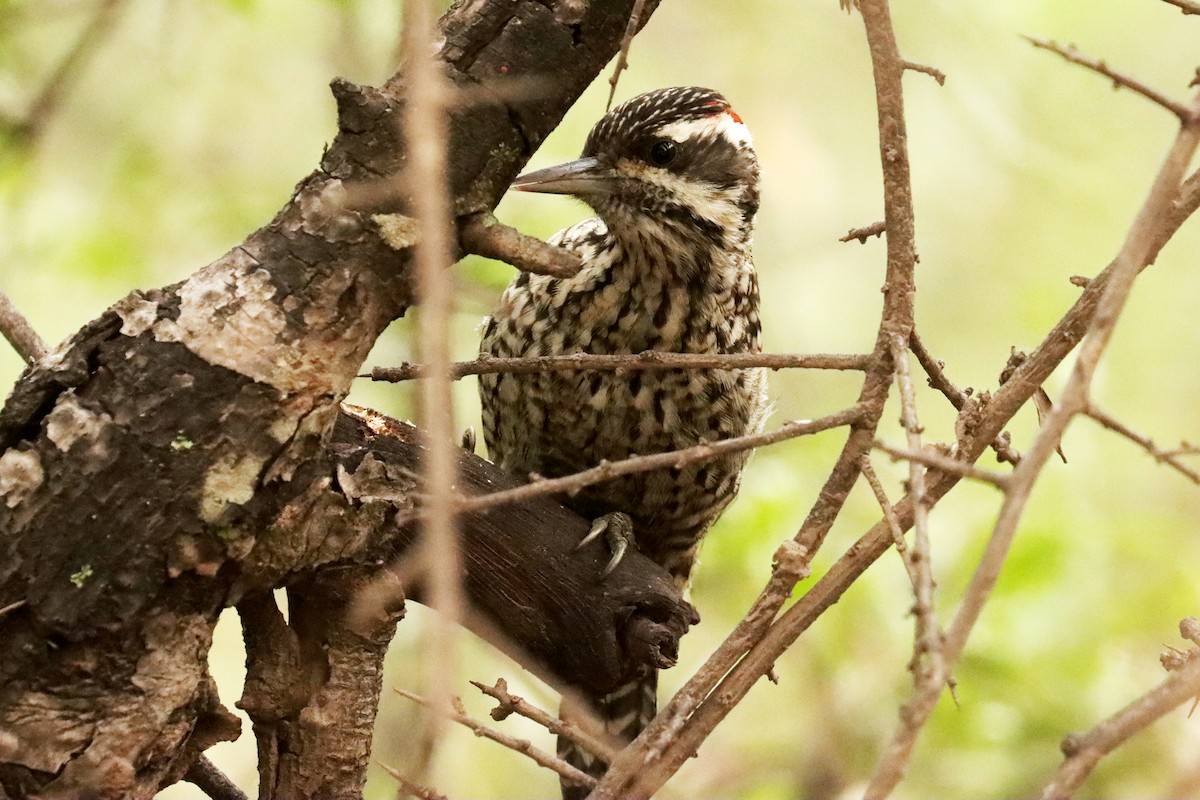 Checkered Woodpecker - ML617872253