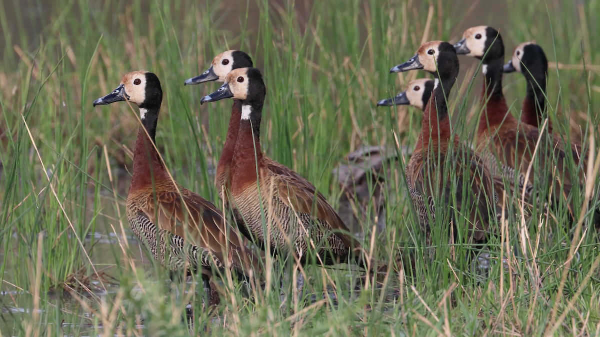 White-faced Whistling-Duck - Robert Holland