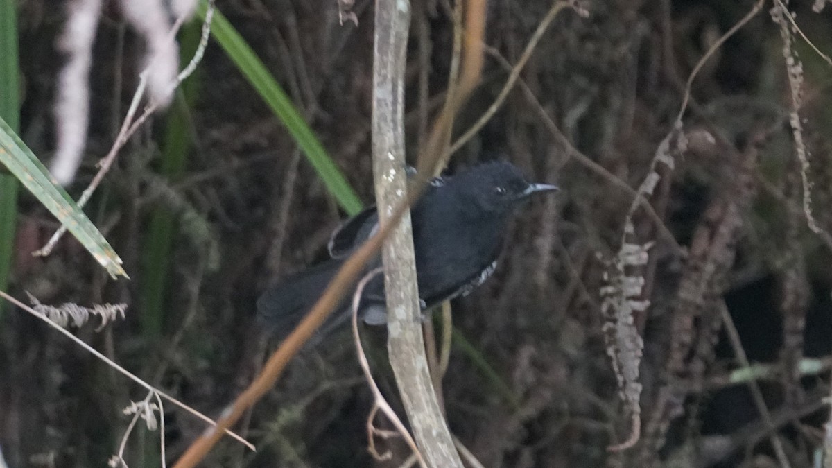 Black Antbird - ML617872274