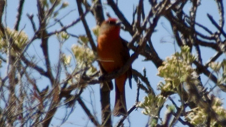Hepatic Tanager (Northern) - ML617872279