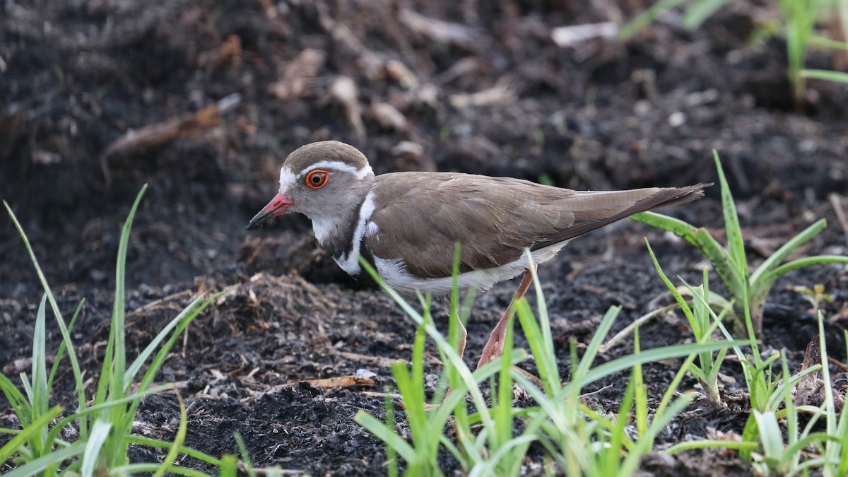 Three-banded Plover - ML617872319