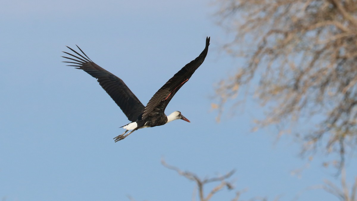 African Woolly-necked Stork - ML617872336