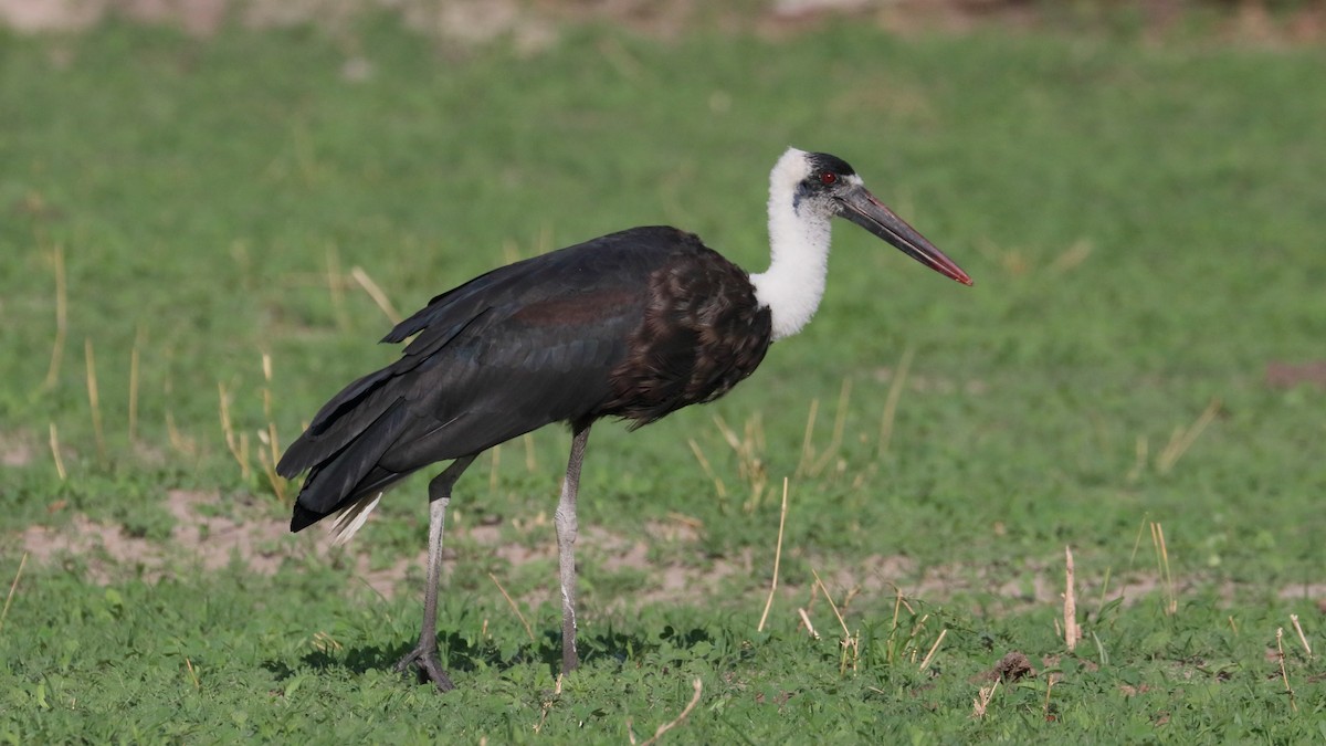 African Woolly-necked Stork - ML617872337