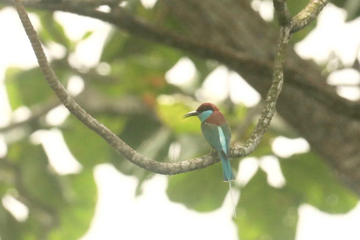 Blue-throated Bee-eater - ML617872341