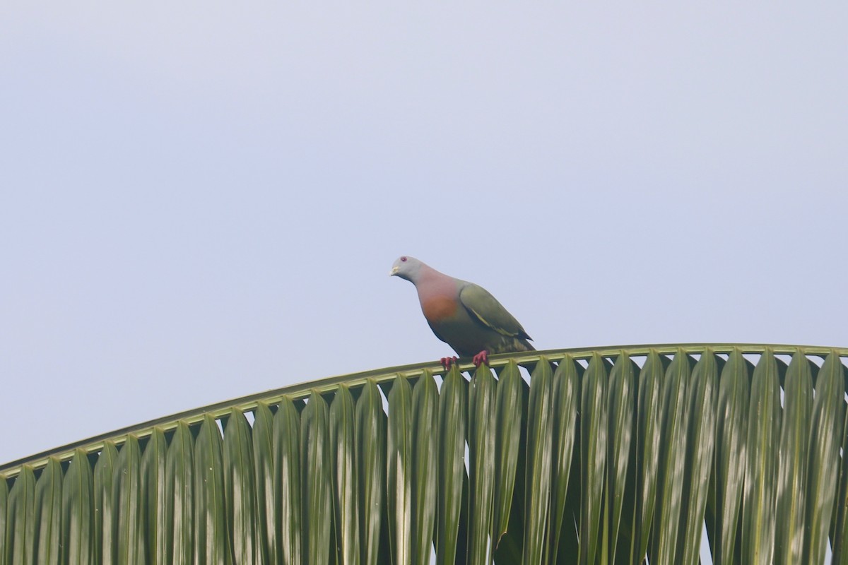 Pink-necked Green-Pigeon - ML617872383