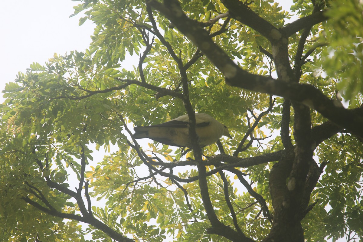 Pied Imperial-Pigeon - ML617872391