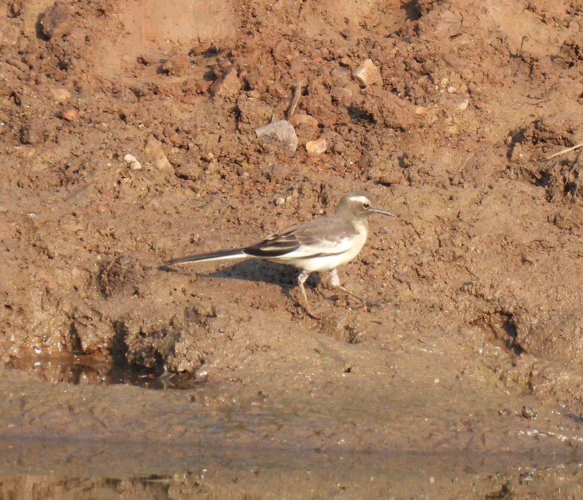 White-browed Wagtail - ML617872398