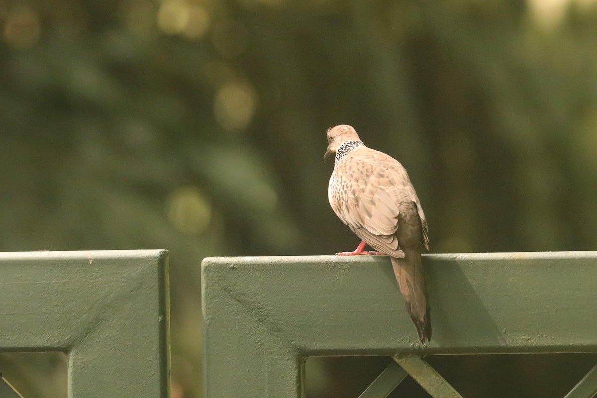 Spotted Dove - ML617872412