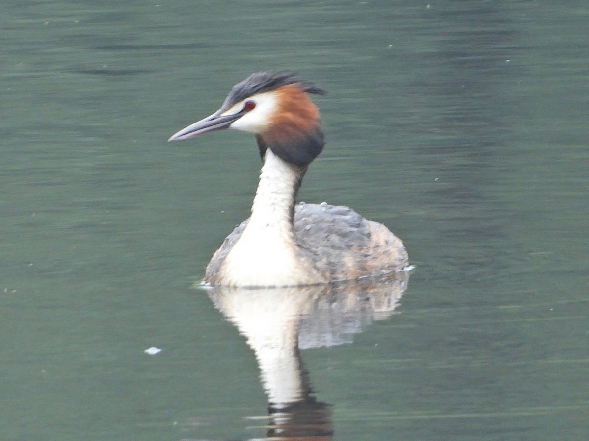 Great Crested Grebe - ML617872428