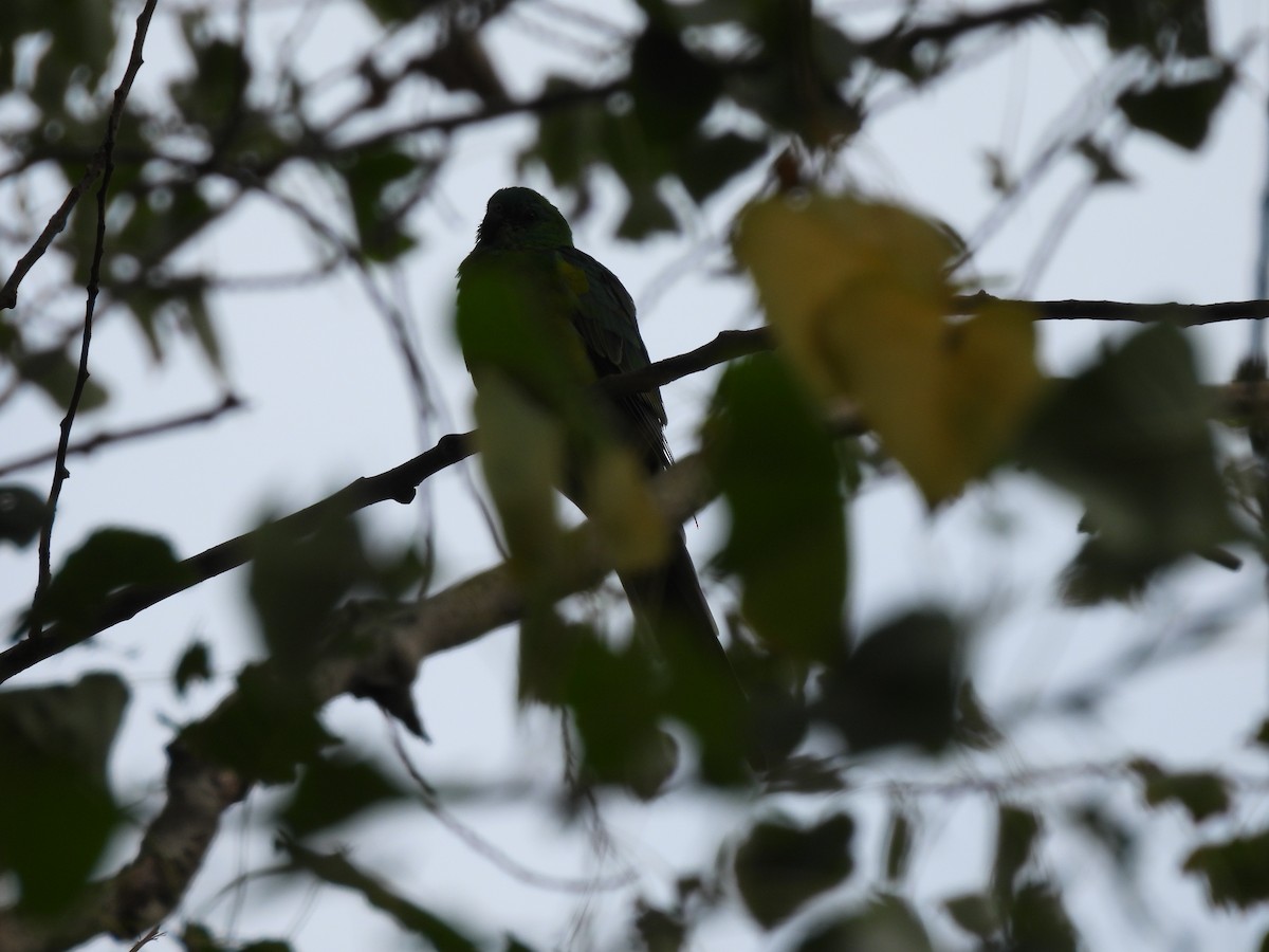 Red-rumped Parrot - ML617872430