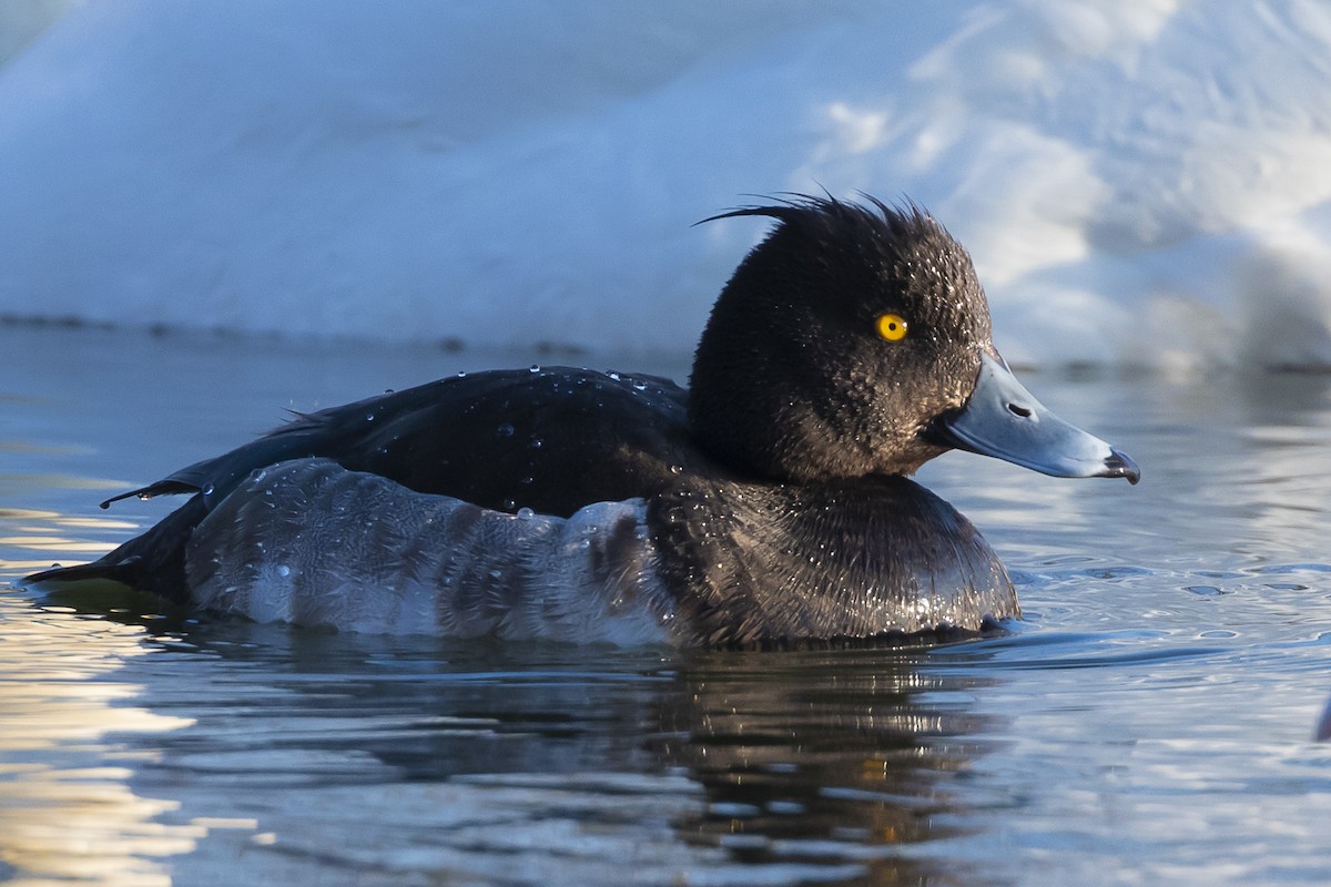 Tufted Duck - ML617872451