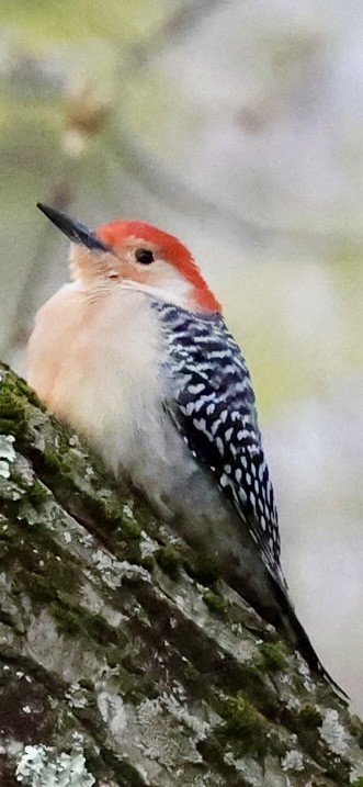 Red-bellied Woodpecker - ML617872466