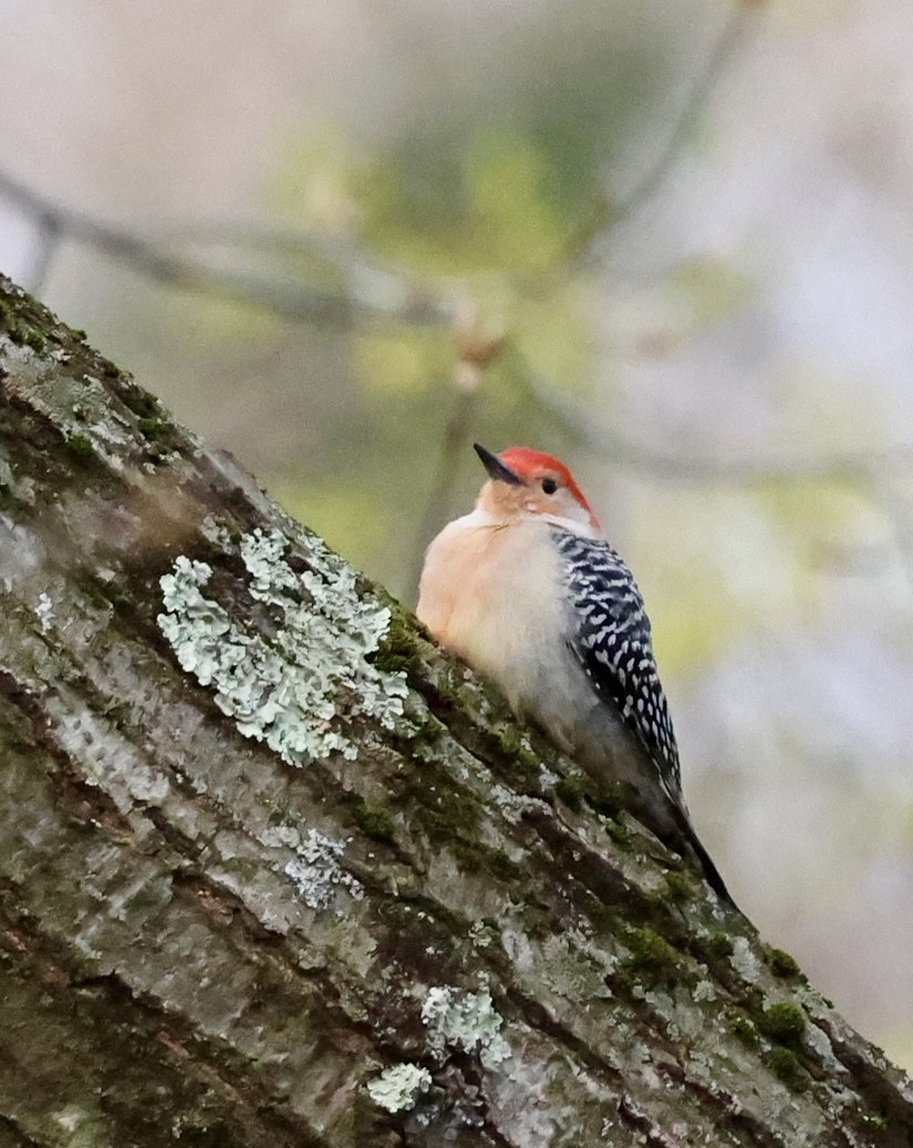 Red-bellied Woodpecker - ML617872467