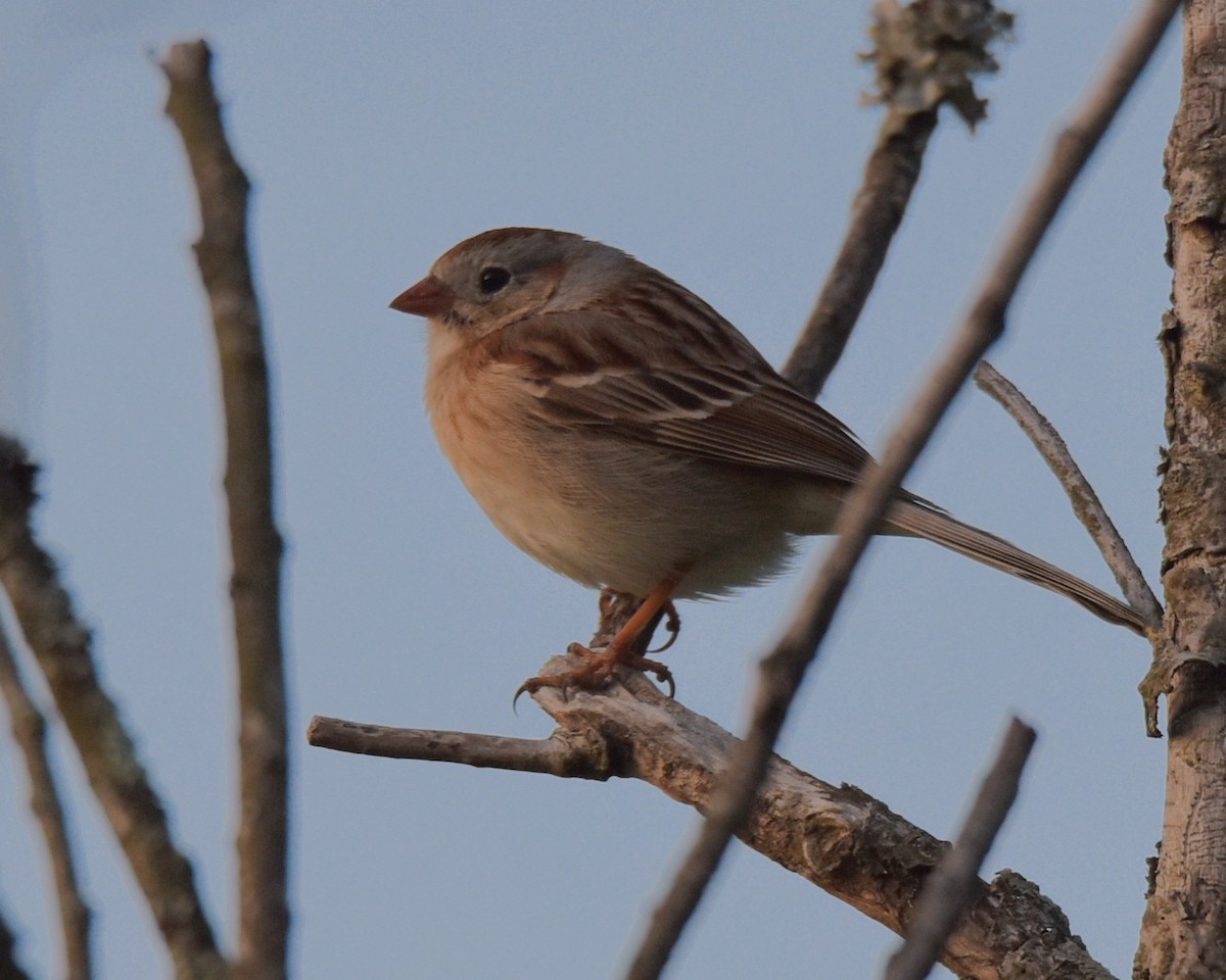 Field Sparrow - Lynn Kohler