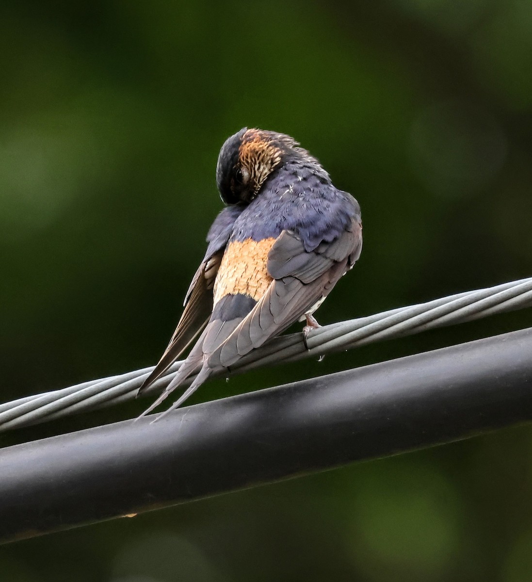 Striated Swallow - Chung-ying Lin