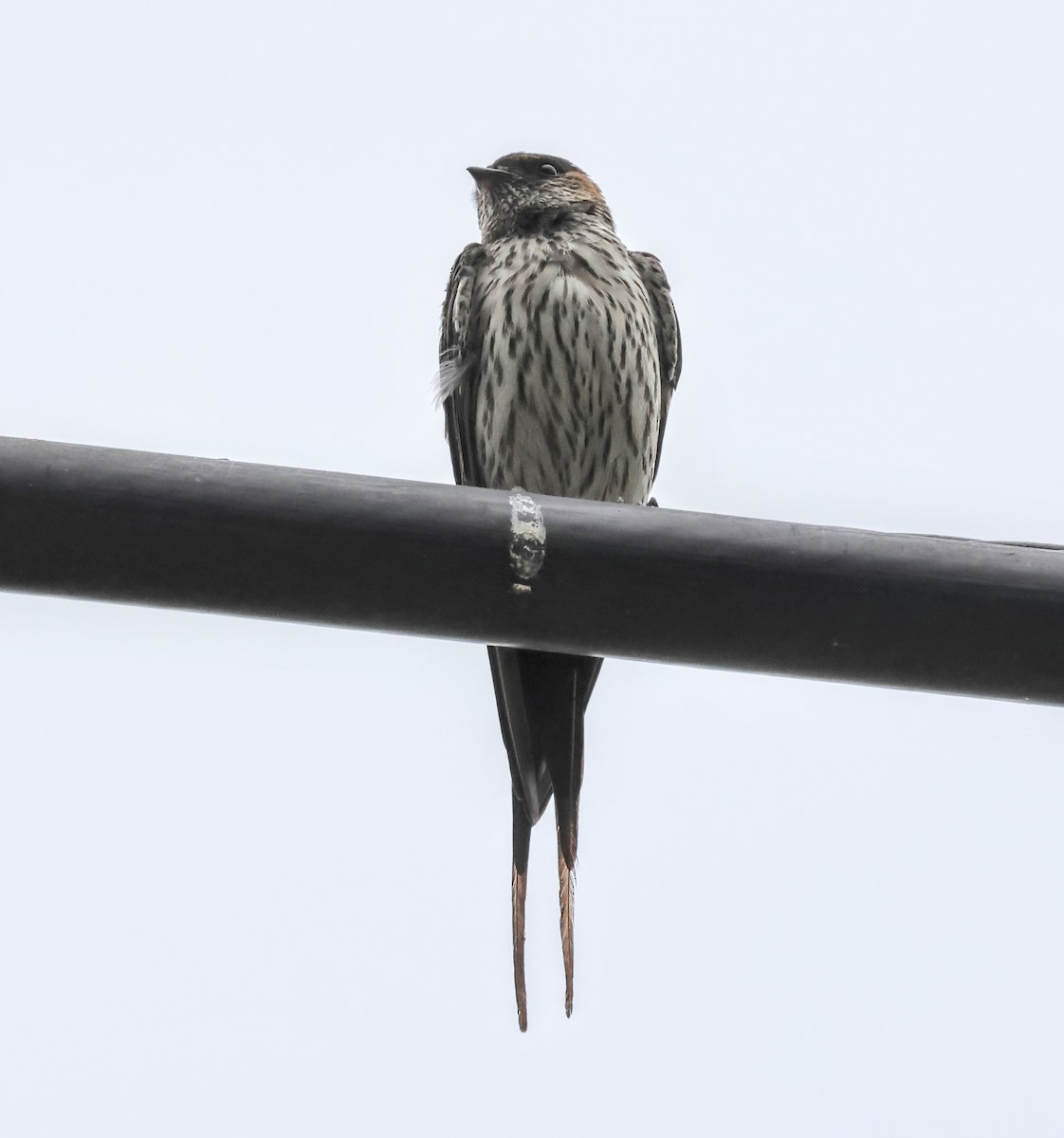Striated Swallow - ML617872625