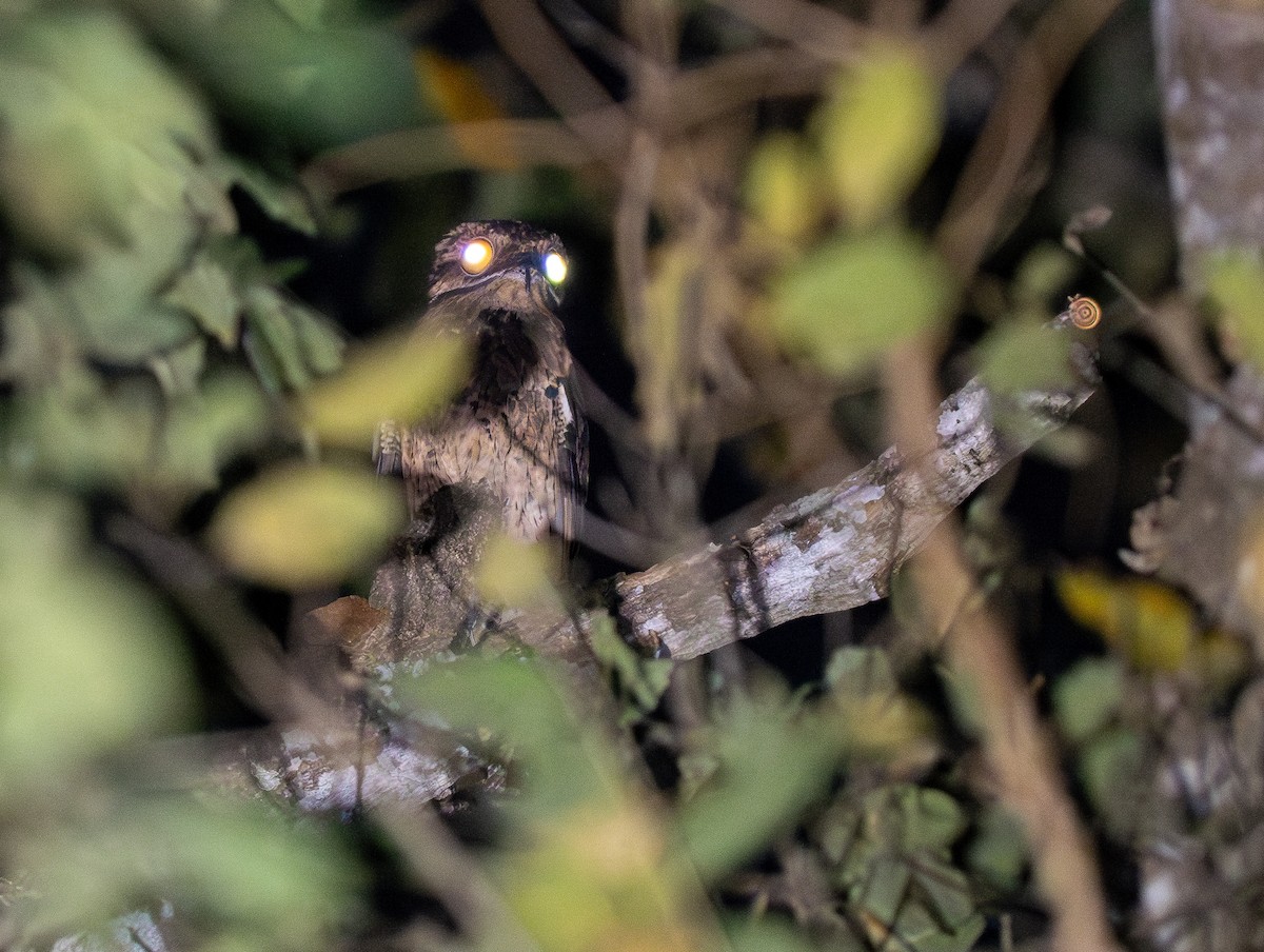 Common Potoo - Forest Botial-Jarvis