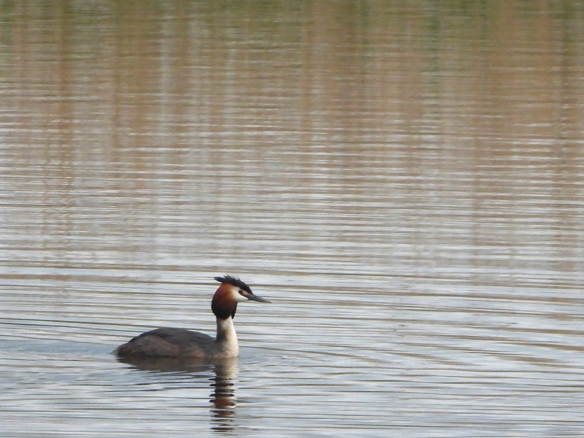 Great Crested Grebe - ML617872742