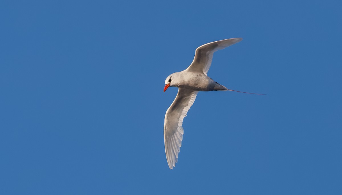 Red-tailed Tropicbird - Mike Edgecombe