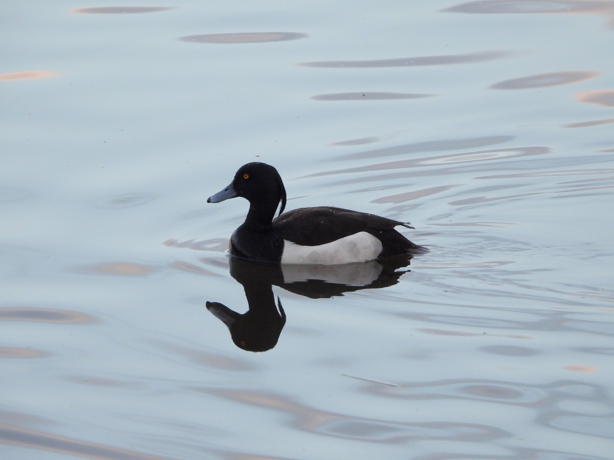 Tufted Duck - ML617872795